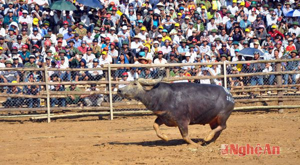 Một chú trâu chọi sẵn sàng vào cuộc