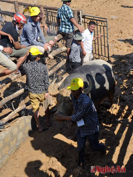 Cuộc đấu kết thúc, các chủ trâu dắt trâu chọi của mình vào sân để chăm sóc