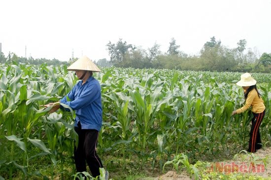 Cánh đồng ngô xen lạc ở Nghi Lộc. Ảnh: Đình Nhật