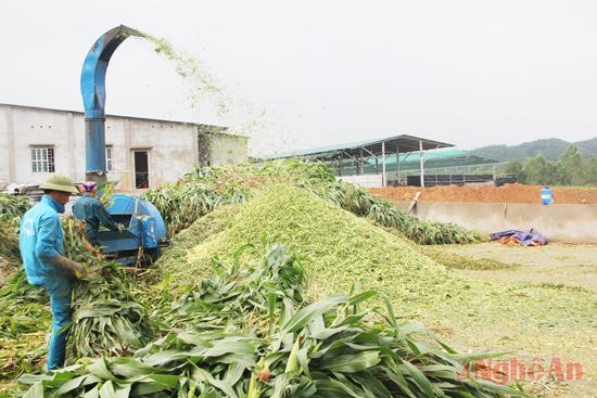 Chế biến thức ăn gia súc ở xã Nghi Lâm (Nghi Lộc).