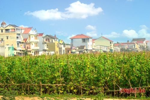 Một góc nông thôn mới Nghĩa Thuận.  Ảnh: sỹ minh
