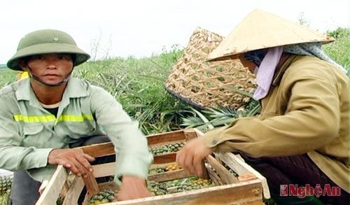 Nông dân xã Quỳnh Thắng (Quỳnh Lưu) thu hoạch dứa.