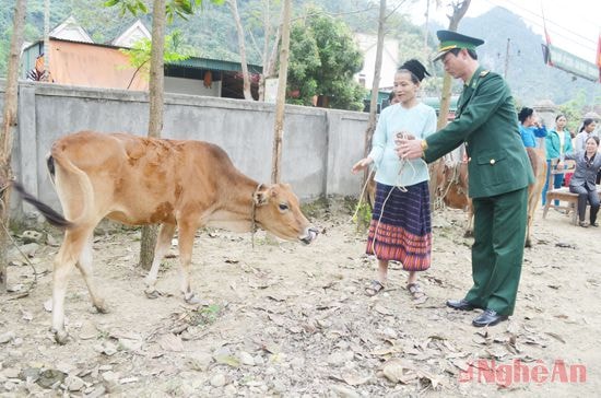 Đại diện Bộ Chỉ huy BĐBP tỉnh trao bò cho gia đình bà Vi Thị Châu  ở làng Xiềng, xã Môn Sơn (Con Cuông).