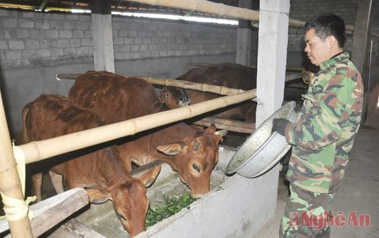 Gia trại chăn nuôi bò của anh Phan Kế Thìn ở xã Nghĩa Đồng (Tân Kỳ). Ảnh: C.L