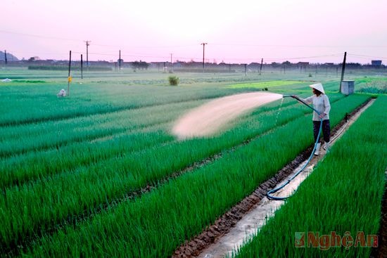 Để từ đó có những cánh đồng rau xanh tốt