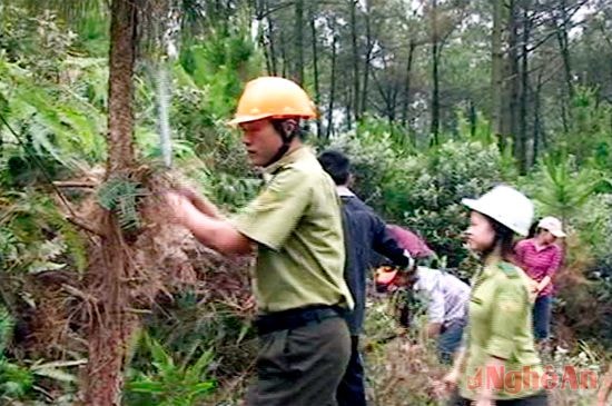 Lực lượng kiểm Lâm và nhân dân phát đường băng cản lửa và dọn thực bì tại rừng thông xã Diễn An