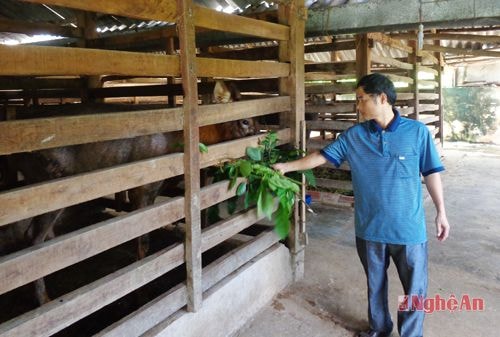 Anh Nguyễn Cảnh Thắng chăm sóc đàn nai.