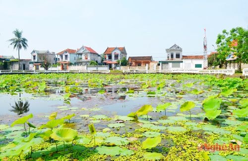 Một góc  xã Quỳnh Đôi  hôm nay.