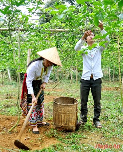 Mô hình trồng chanh leo ở xã Tri Lễ, Quế Phong. Ảnh: đ.s