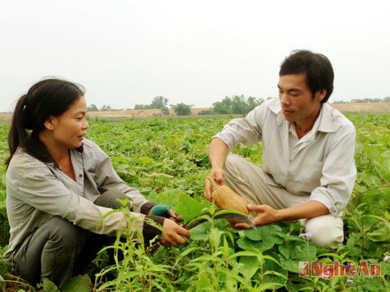 Nguyễn Văn Hiếu trên cánh đồng cho thu nhập cao.