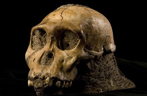  Lớp mô da được tách ra từ hộp sọ Australopithecus sediba ở khu vực Malapa. Ảnh: AFP