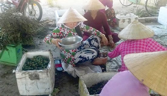 Một điểm thu mua cau non ở thị trấn Phong Điền, Cần Thơ