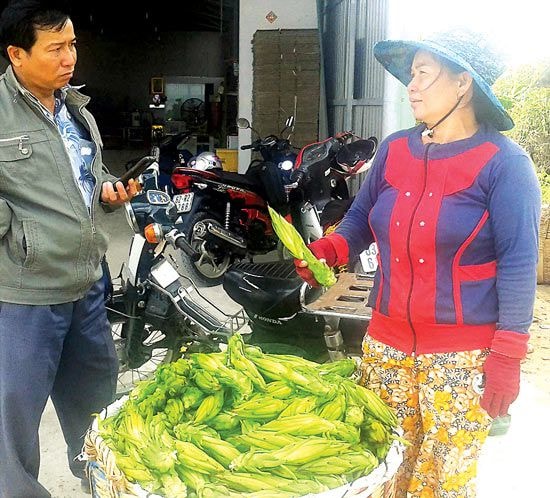 Nụ thanh long được thương lái thu gom tại huyện Chợ Gạo, Tiền Giang.