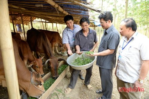 Lãnh đạo huyện Tương Dương thăm mô hình chăn nuôi bò tập trung. Ảnh: S.M