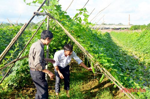 Mô hình trồng bí xanh cho thu nhập cao ở Cẩm Sơn.