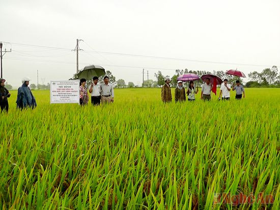 Đại biểu tham quan mô hình khảo nghiêm tại xã Xuân Thành Yên thanh
