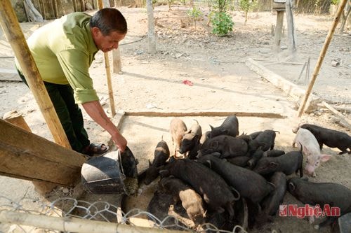 Mô hình chăn nuôi tổng hợp của CCB Vi Đức Tuấn ở bản Mon,  xã Thạch Giám. Ảnh: S.M