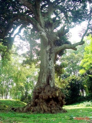 Cây trôi Yên Hạ (ảnh lớn).