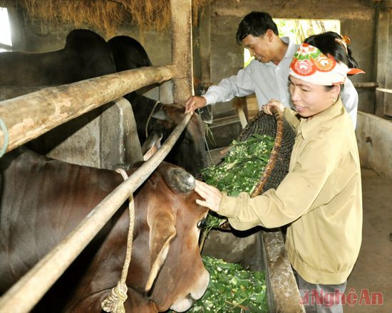 Mô hình nuôi bò nhốt của gia đình anh Nguyễn Văn Thuận ở xóm Đông Thành, Đông Hiếu.