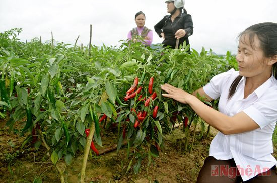 Mô hình ớt cay xuất khẩu tại thôn 4, xã Tường Sơn (Anh Sơn).