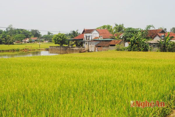 Những cánh đồng trù phú ôm lấy làng