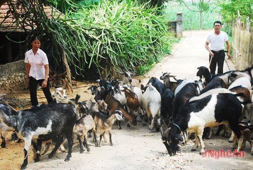 Mô hình nuôi dê của gia đình anh Nguyễn Văn Dũng ở xóm Đồng Hưng.