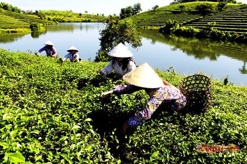 Vùng nguyên liệu chè ở Thanh An (Thanh Chương).Ảnh: Dũng Hà
