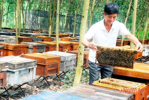 Nuôi ong lấy mật ở Đồng Hợp.