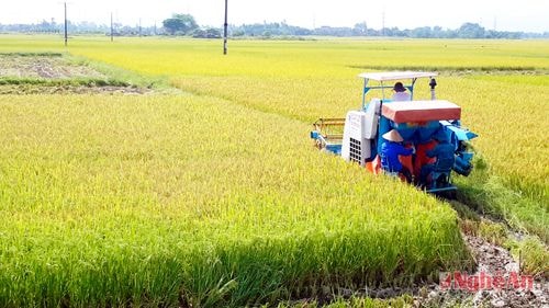 Thu hoạch lúa xuân tại Hưng Tây (Hưng Nguyên).