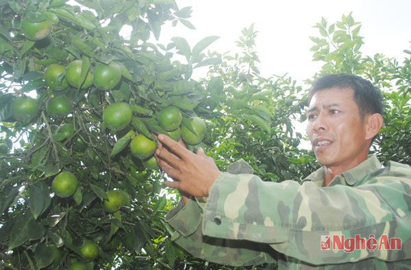 Vườn quýt của anh Đậu Tiến Sỹ, xóm Quỳnh Lưu là mô hình nổi bật của địa phương. Đây là cơ sở để Tân An khuyến khích người dân trồng cây ăn quả có múi, làm mũi nhọn phát triển kinh tế.