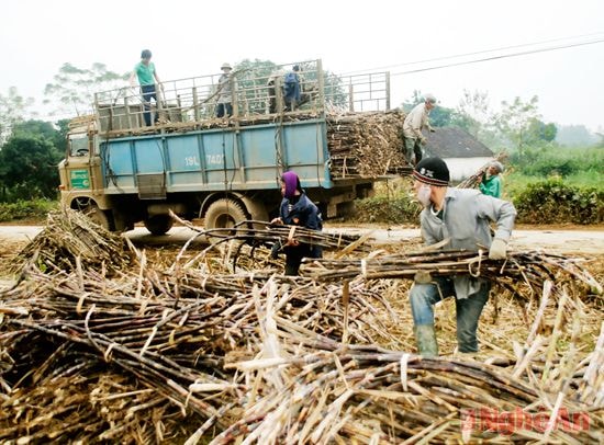 Nông dân Tân Kỳ thu hoạch mía ở vùng nguyên liệu của Công ty.