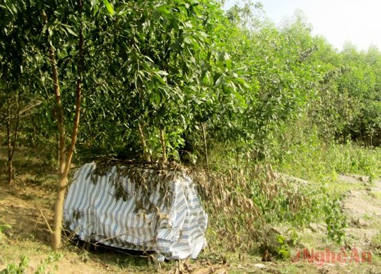 Những chiếc quan tài được phủ bạt đặt tại khu vực trồng cây trái phép.