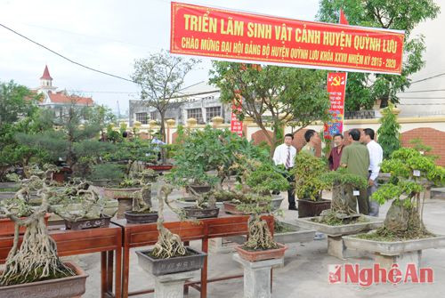 Triển lãm sinh vật cảnh trong khuôn viên Trung tâm văn hóa - thông tin huyện chào mừng Đại hội