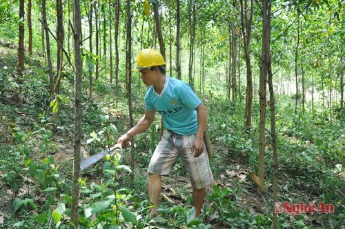 Anh Lang Văn Trung, bản Phục (Đôn Phục) đầu tư phát triển 11ha keo lai.