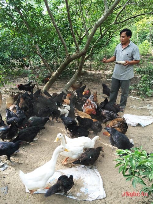 Mô hình kinh tế trang trại vùng bãi ớt xóm 7,  xã Nam Tân (Nam Đàn).