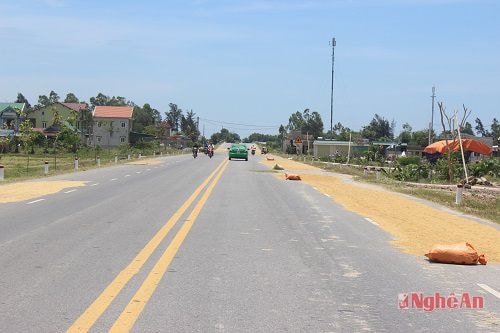 Để người và phương tiện khỏi đi vào lúa, người dân đã dùng các bao tải để “khoanh vùng”