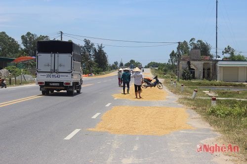 Người dân vô tư phơi lúa mà không hề để ý đến phương tiện đang đi qua