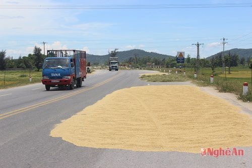 Có những đoạn, lúa được phơi ra gần hết 1 phần đường