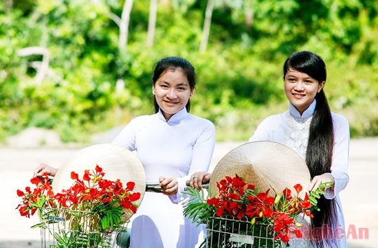 Mùa phượng vui.Ảnh: Quốc Đàn