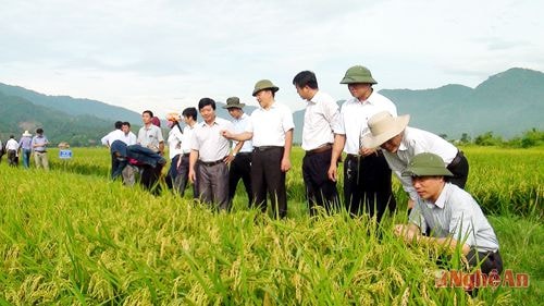 Các đại biểu thăm quan đầu bờ cánh đồng mẫu xã Mường Nọc