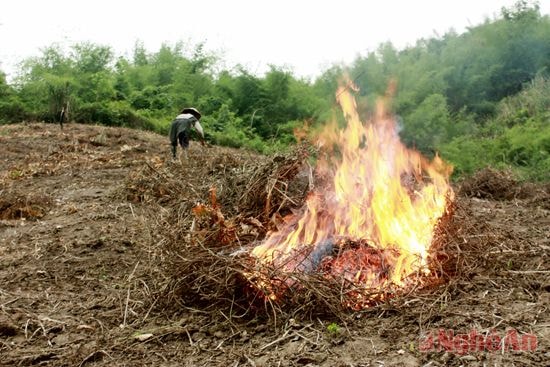 Gia đình chị Quang Thị Liên đang đốt rẫy.
