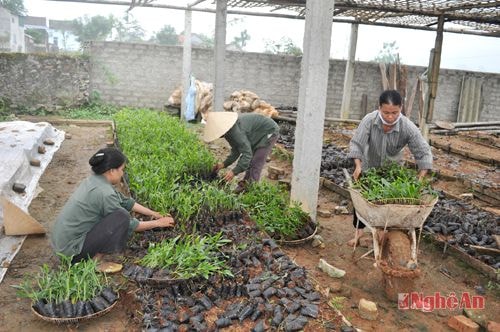Vườn ươm cây keo giống ở Yên Thành.