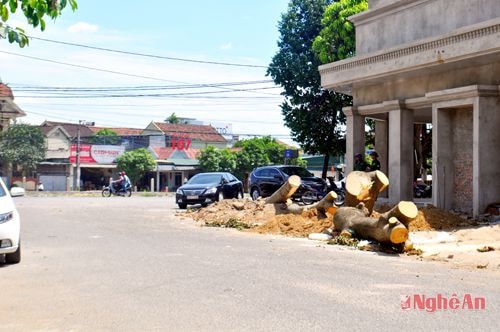 Những gốc cây to bị đốn hạ bên đường Lê Hoàn.