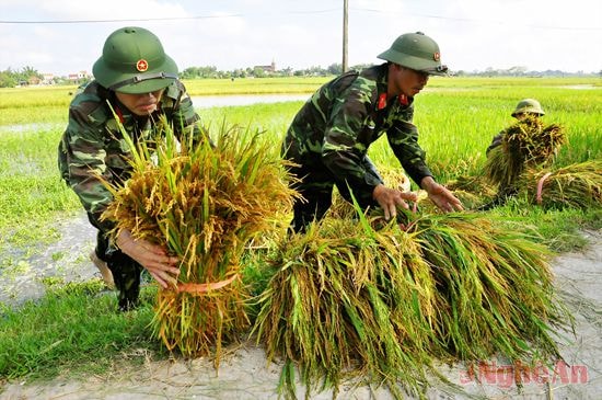 Cán bộ, chiến sỹ Trung đoàn 764 - Bộ CHQS tỉnh giúp dân gặt lúa tại xã Hưng Phúc   (Hưng Nguyên).