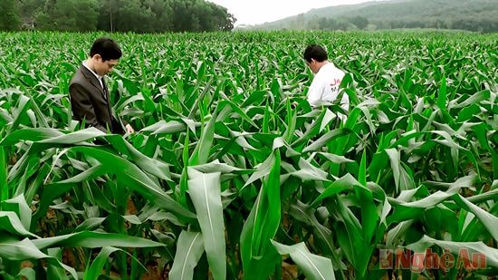Trồng ngô trên đất màu chuyển đổi ở xã Tây Thành.