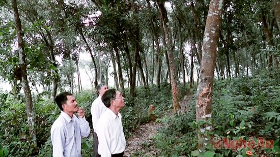 Rừng dẻ ở xã Tây Thành.