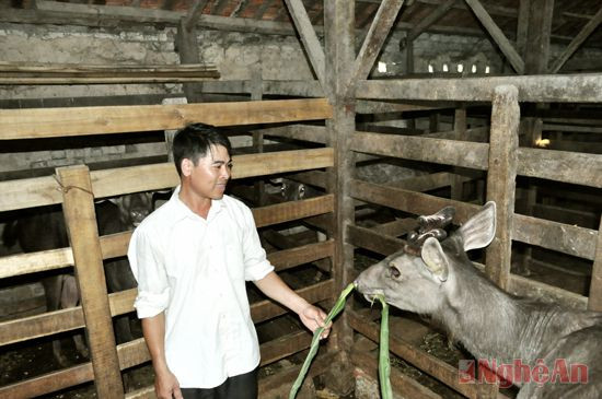 Anh Phan Văn Hạnh (xóm 5, Quỳnh Yên) chăm sóc đàn hươu.