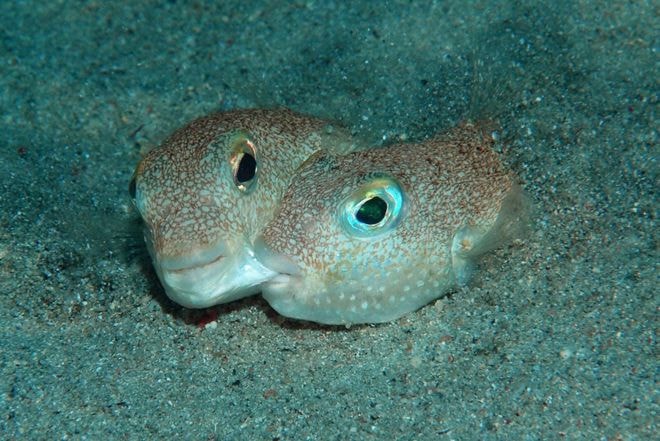 Cá nóc Torquigener albomaculosus sống ở ngoài khơi đảo Amami-Ōshima của Nhật Bản. Con đực tạo ra các vòng tròn rộng khoảng 1,8 m để làm tổ bằng cách bơi và lăn lộn trong cát dưới đáy biển. Những vòng tròn này đã khiến các nhà khoa học đau đầu suốt 20 năm qua để tìm ra nguồn gốc của chúng. Tổ của chúng chỉ được sử dụng một lần để thu hút con cái, sau đó sẽ được đào sâu thêm để bảo vệ trứng. Ảnh: Yoji Okata