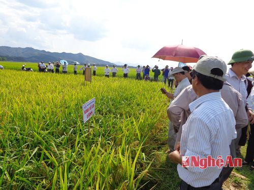 Khảo nghiệm giống lúa mới trên đồng đất Thanh Liên.