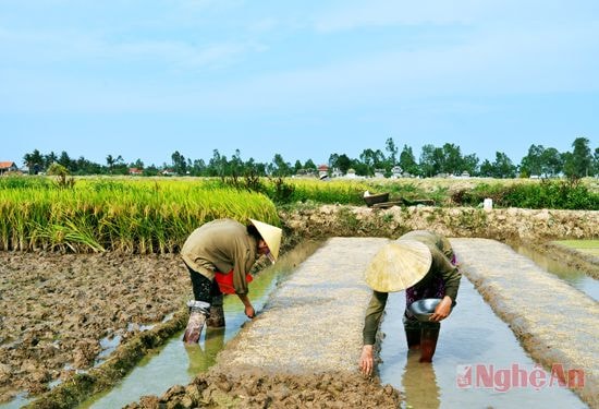 Người dân xã Quỳnh Hậu (Quỳnh Lưu) bắc mạ chuẩn bị gieo cấy vụ hè thu.
